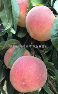 0.5-2晚熟脆甜桃树品种介绍